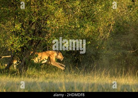 Lionessa (Panthera leo) sprintina dopo un piccolo gregge di Wildebeeste (Connochaetes taurinus) e Zebre che hanno intrappolato l'area chiamata 'cUL-d Foto Stock