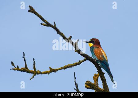 Unione gruccione Foto Stock