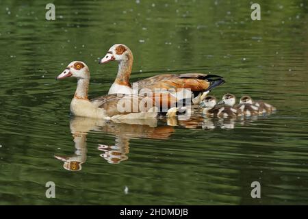 pulcini, oca egiziana, pollo per bambini, anatra per bambini, bambino di pollo, uccello giovane, uccelli giovani, oca egiziana Foto Stock