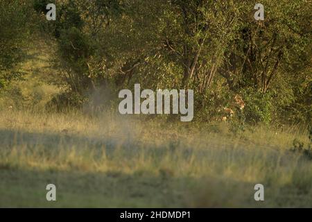 Lionessa (Panthera leo) sprintina dopo un piccolo gregge di Wildebeeste (Connochaetes taurinus) e Zebre che hanno intrappolato l'area chiamata 'cUL-d Foto Stock