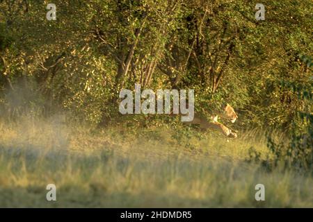 Lionessa (Panthera leo) sprintina dopo un piccolo gregge di Wildebeeste (Connochaetes taurinus) e Zebre che hanno intrappolato l'area chiamata 'cUL-d Foto Stock