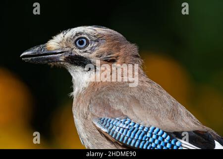 jay blu, jay blu Foto Stock