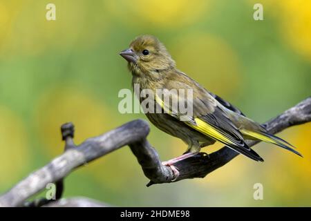 uccello giovane, finch verde, uccelli giovani, finchi verdi Foto Stock