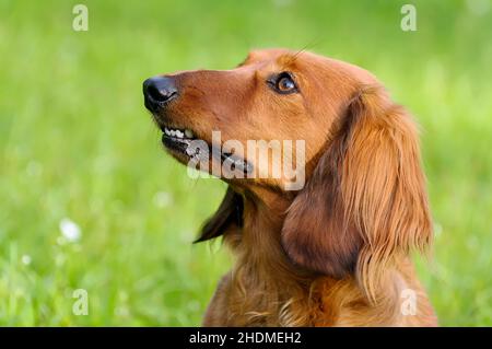 dachshund, dachshund a pelo lungo, dachshund, dachshund a pelo lungo Foto Stock