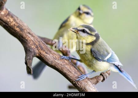 tomtit, tomtit Foto Stock