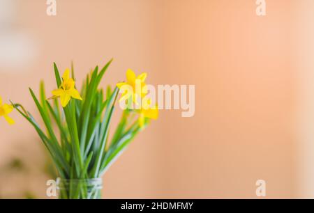 Primavera sfondo floreale. Cornice di narcischi o fiori di daffodil su sfondo giallo vista dall'alto piatto. Concetto di Pasqua, Giornata Internazionale della Donna Foto Stock