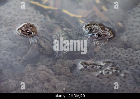 uova di rana, rana comune, uova di rana, rane comuni Foto Stock