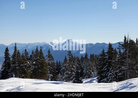 conifere, dobratsch, villacher alpe, ratobschs Foto Stock
