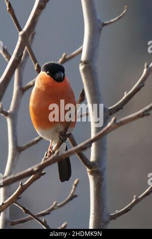 Bullfinch maschio che pova su un ramo Foto Stock