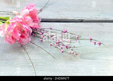 tulipano, giorno delle madri, tulipani, giorni delle madri Foto Stock