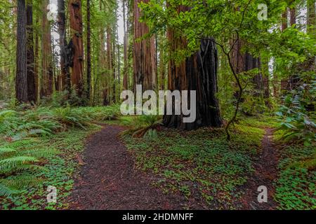 Attraversa Stout Memorial Grove nel parco statale Jedediah Smith Redwoods, nei parchi nazionali e statali di Redwood, California, USA Foto Stock