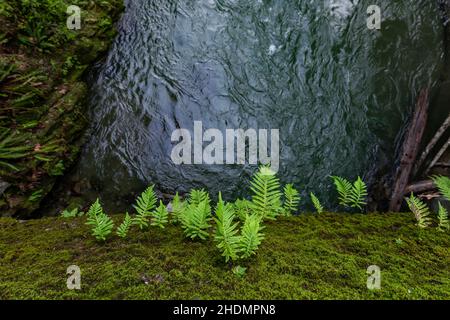 Ferna sul lato del ponte di Mill Creek lungo Howland Hill Road in Jedediah Smith Redwoods state Park in Redwood National and state Parks, California, USA Foto Stock