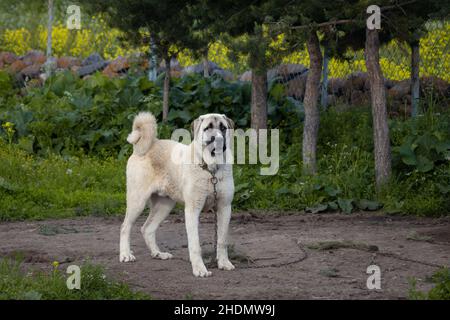 Un nobile cane Sivas kangal. Cane Pastore Anatoliano turco Foto Stock