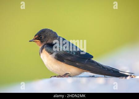 Primo piano di un Barn Swallow Hirundo rustica riposo. Questa è la specie di deglutizione più diffusa al mondo e l'uccello nazionale dell'Estonia. Foto Stock