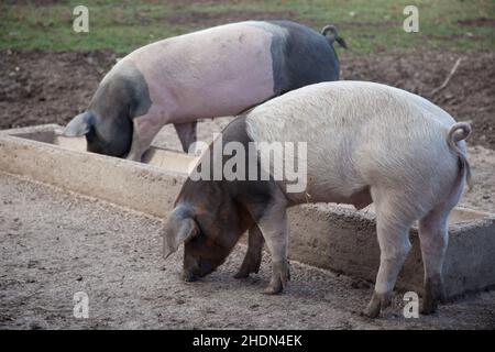 maiale, maiale domestico, porks, maiali domestici Foto Stock
