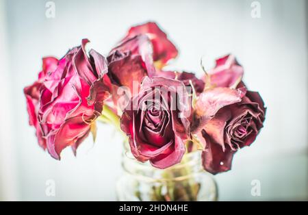 Rose rosse appassite in vaso chiaro, bouquet Foto Stock