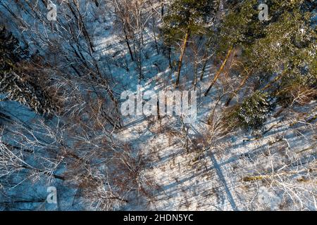 Sentiero tra alberi in un parco invernale, vista aerea Foto Stock