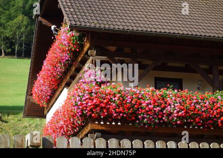 balcone piante, fiori arrangiamento, balconata piante, fiori arrangiamento Foto Stock