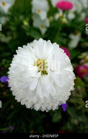 daisy, bellis perennis, margherite Foto Stock