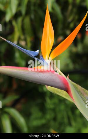 uccello di paradiso, uccello di paradisi Foto Stock