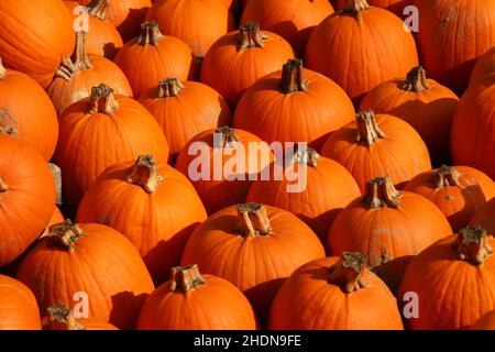 squash, squash Foto Stock