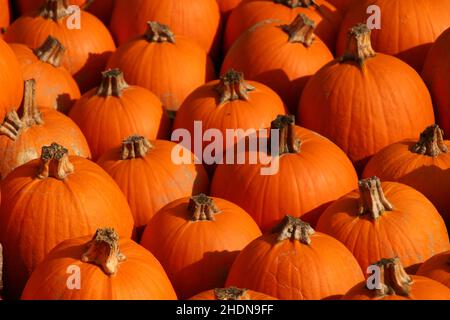 squash, squash Foto Stock