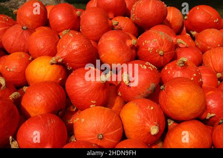 squash, hokkaido, squash, hokkaidos Foto Stock