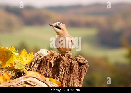 uccello, giay blu, uccelli, giay blu Foto Stock