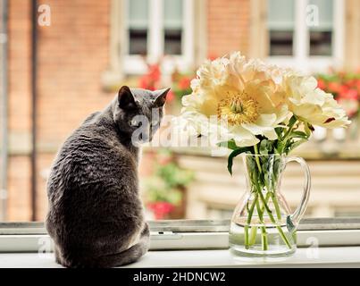 cat, blu russo, gatti, blues russo Foto Stock