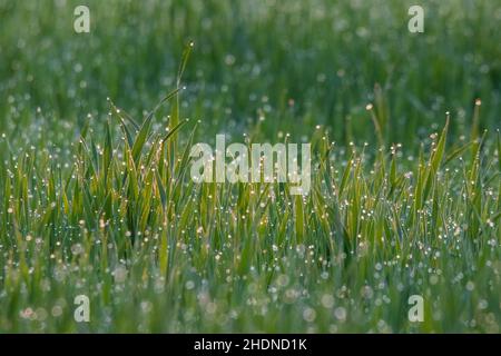 Primo piano di erba verde coperta da gocce di rugiada e luce del sole dopo pioggia intensa Foto Stock