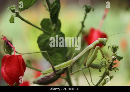 Praying Mantis on Red Hummingbird Bush in attesa di preda poco profondo DOF Foto Stock