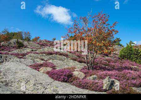 rocce, erica, erica Foto Stock