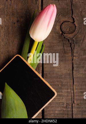 spazio copia, tulipano, giorno delle madri, copyspace, tulipani, giorni delle madri Foto Stock