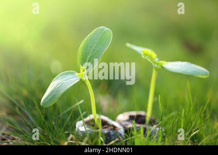 Piantine di cetrioli su background.Green germogli in peat close-up.Growing pianta.Giardinaggio e agricoltura. Cetrioli piante verdi primo piano Foto Stock