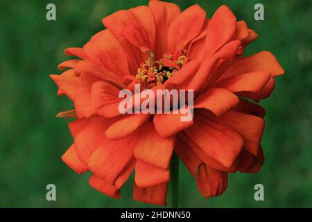 La zinnia arancione fiorisce in un giardino estivo. - Aug 25, 2012 Foto Stock