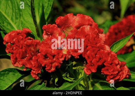 Celosis - Red Cockscomb Flower - originato in Africa - ama il clima caldo - 6 settembre 2011 Foto Stock