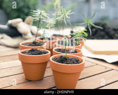 abete, piantare, piantare, abeti, segare, giovani pianta Foto Stock