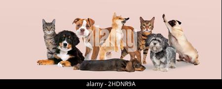 gatto, cani, amicizia animale, gatti, cane, amicizia con gli animali Foto Stock