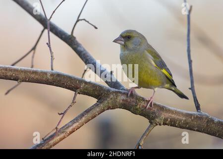 finch verde, finch verde Foto Stock