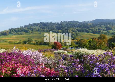 baden wurttemberg, paesaggio autunnale, baden-württembergs, paesaggi autunnali, autunno, paesaggio, paesaggi Foto Stock