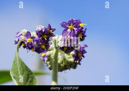 ombre notturne, ombra notturna su foglie d'orecchio, ombra notturna, alghe, ombra notturna su foglie d'orecchio, flanella erbaccia, cherosene pianta, solanum mauritianum, tabacco cespuglio, Foto Stock