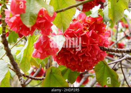 idrangea, albero dombeya, idrangea Foto Stock