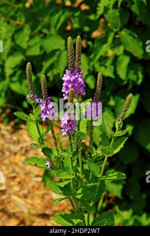 Vervain ha preso in estate ai St. Croix Falls Library Gardens, St. Croix Falls, Wisconsin USA. -12 luglio 2011 Foto Stock