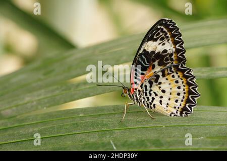 farfalla, cetosi, farfalle, cetosi ipsea, cetosi, lacewing malese Foto Stock
