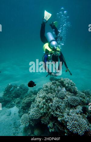 barriera corallina, subacqueo, fotografia, barriere coralline, immersioni, subacquei, immersioni, fotografie Foto Stock