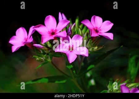 Phlox rosa grazioso preso in primavera al St. Croix Library Garden, St. Croix Falls, Wisconsin USA.- 8 giugno 2011 Foto Stock