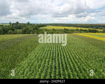 agricoltura, campo di mais, paesaggio culturale, agricoltura, campi di mais, paesaggi culturali, paesaggi, paesaggi Foto Stock