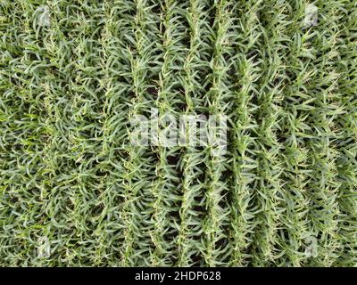 campo di mais, campi di mais Foto Stock