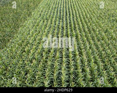 campo di mais, mais, cornfields, corns Foto Stock