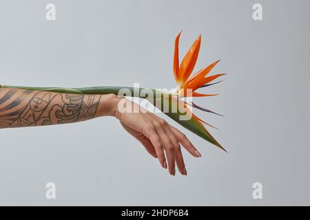 uccello di paradiso, strelitzia, uccello di paradisi, strelitzias Foto Stock